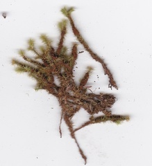 Breutelia pendula