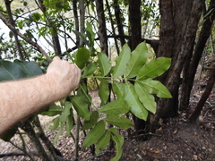 Flindersia australis