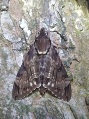 Sphinginae