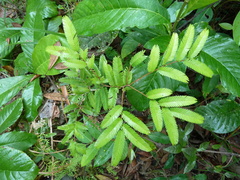 Aphanocalyx microphyllus
