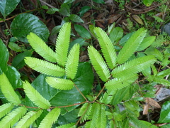 Aphanocalyx microphyllus