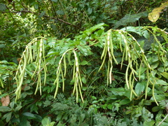 Aphanocalyx microphyllus
