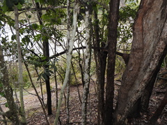 Flindersia australis