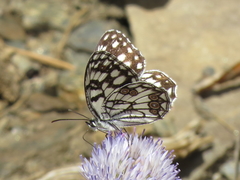 Melanargia ines