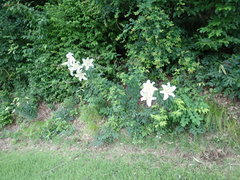 Lilium auratum