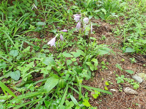 Hosta sieboldii