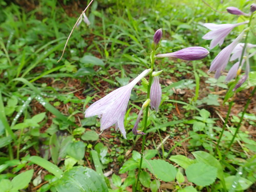 Hosta sieboldii