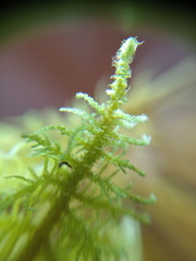 Thuidium laeviusculum