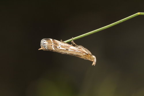 Pempeliella ornatella