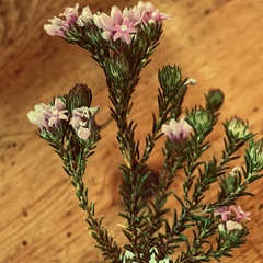 Phylica gnidioides