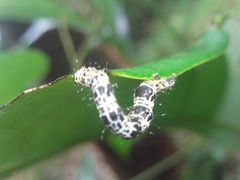 Corymica deducta