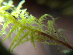 Thuidium laeviusculum