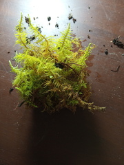 Thuidium laeviusculum