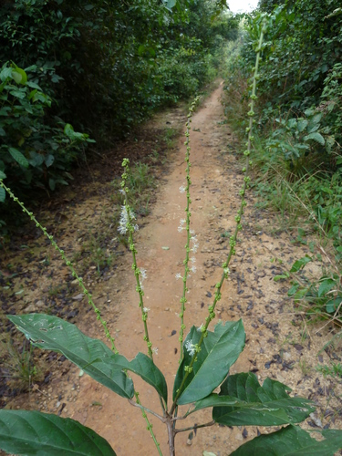 Mareya micrantha image