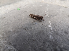 Chorthippus dorsatus