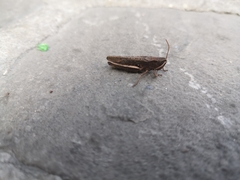 Chorthippus dorsatus