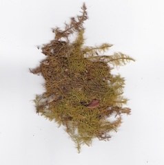 Thuidium laeviusculum