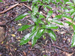 Tabernaemontana pandacaqui