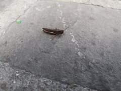 Chorthippus dorsatus