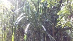 Pandanus furcatus