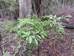 Tabernaemontana pandacaqui