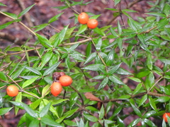 Alyxia ruscifolia