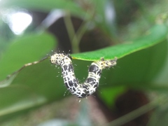 Corymica deducta