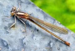 Ischnura elegans