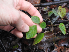 Desmodium rhytidophyllum