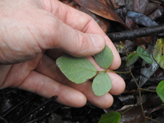 Desmodium rhytidophyllum