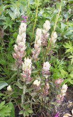 Castilleja pallida
