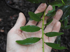 Acacia complanata