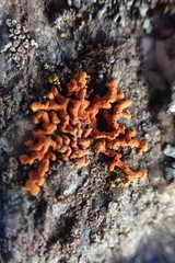 Willkommlangea reticulata