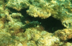 Meuschenia freycineti