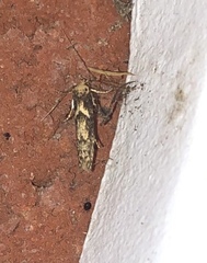 Blastobasis adustella