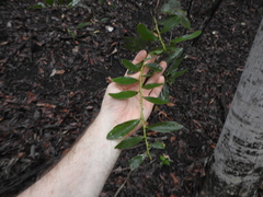 Acacia complanata