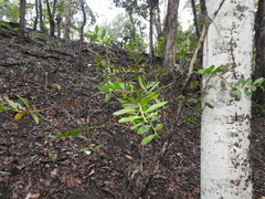Acacia complanata