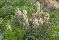 Castilleja pallida