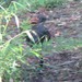 Southern Superb Lyrebird - Photo (c) Matthew Connors, some rights reserved (CC BY-NC), uploaded by Matthew Connors