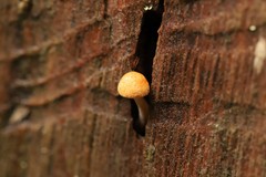 Gymnopilus eucalyptorum