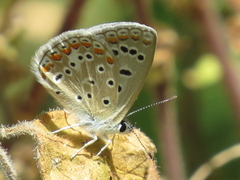 Polyommatus celina