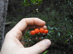 Alyxia ruscifolia