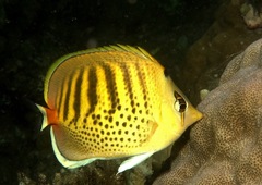 Chaetodon punctatofasciatus