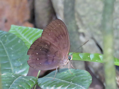 Faunis canens arcesilas