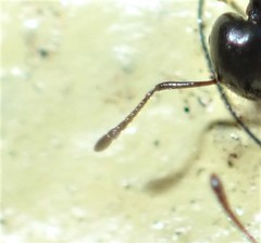 Crematogaster liengmei