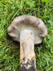 Lactarius circellatus