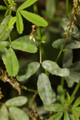 Erysiphe trifoliorum