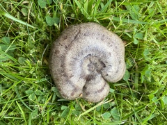 Lactarius circellatus