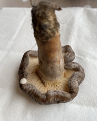 Lactarius circellatus