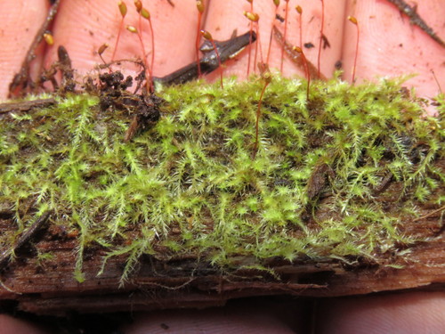 Brachytheciastrum velutinum
